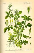 Watercress 